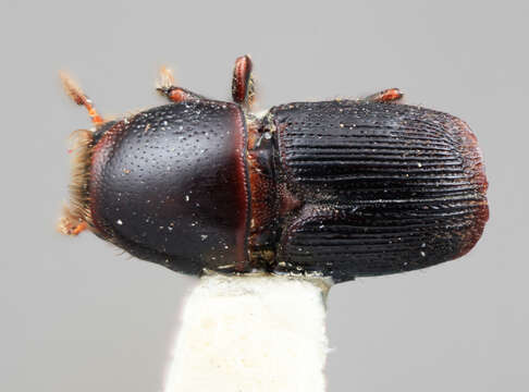 Image of Scolytus binodus Wood 1982