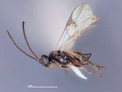 Image of Pholetesor chiricahuensis Whitfield 2006