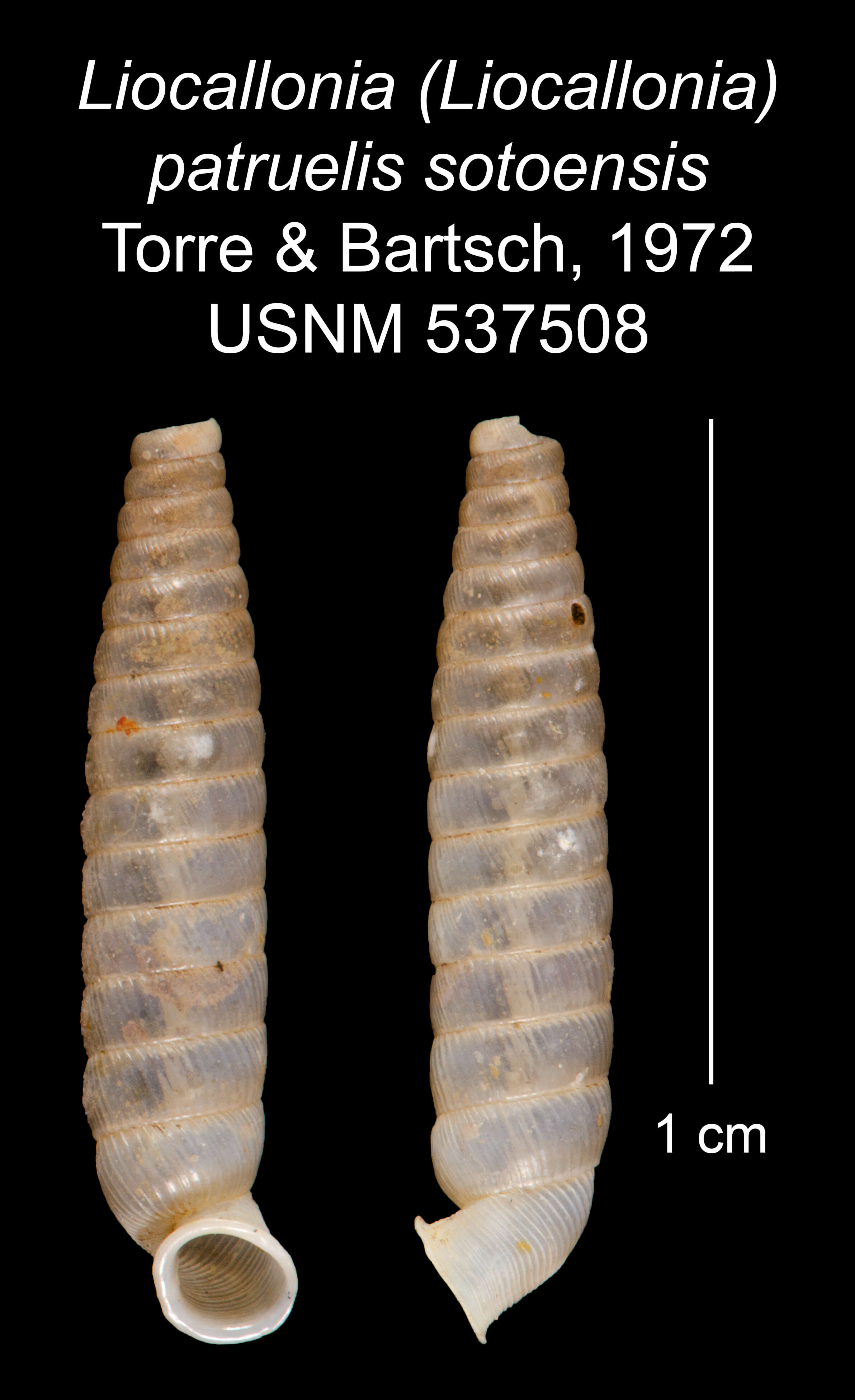 Imagem de Liocallonia patruelis sotonensis C. Torre & Bartsch 1972