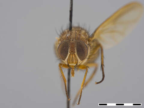 Image of Mesembrinella facialis Aldrich 1922