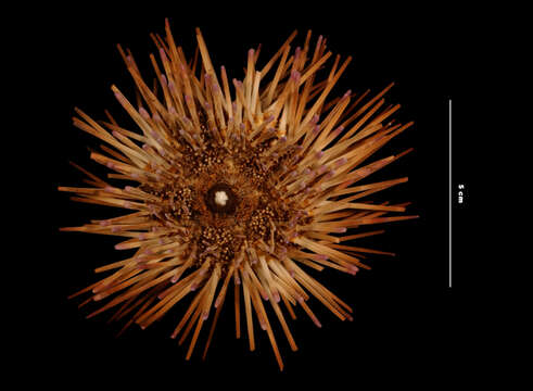 Image of Atlantic purple sea urchin