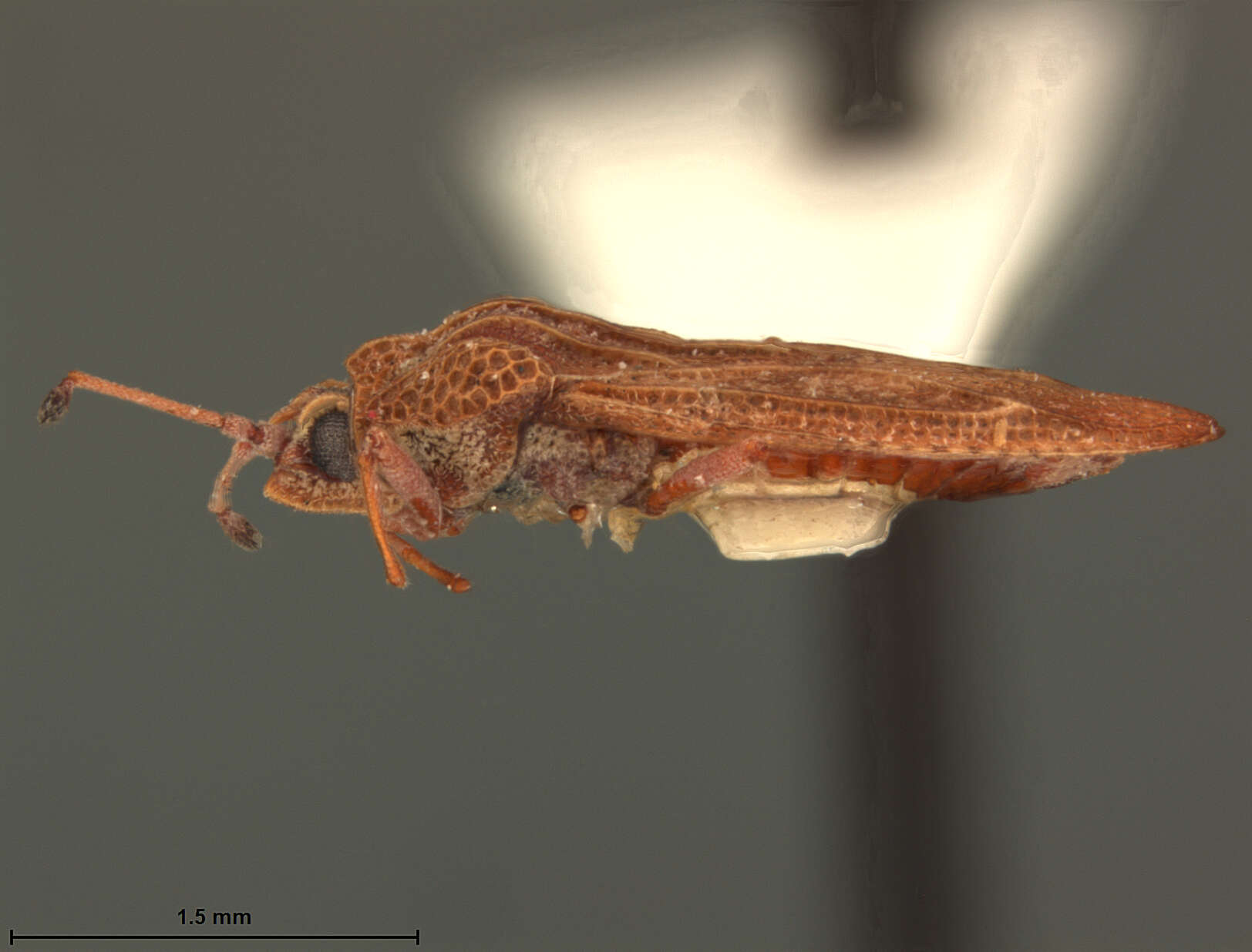 Image of Physatocheila ruris Drake 1942