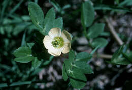 Image de Kallstroemia pubescens (G. Don) Dandy