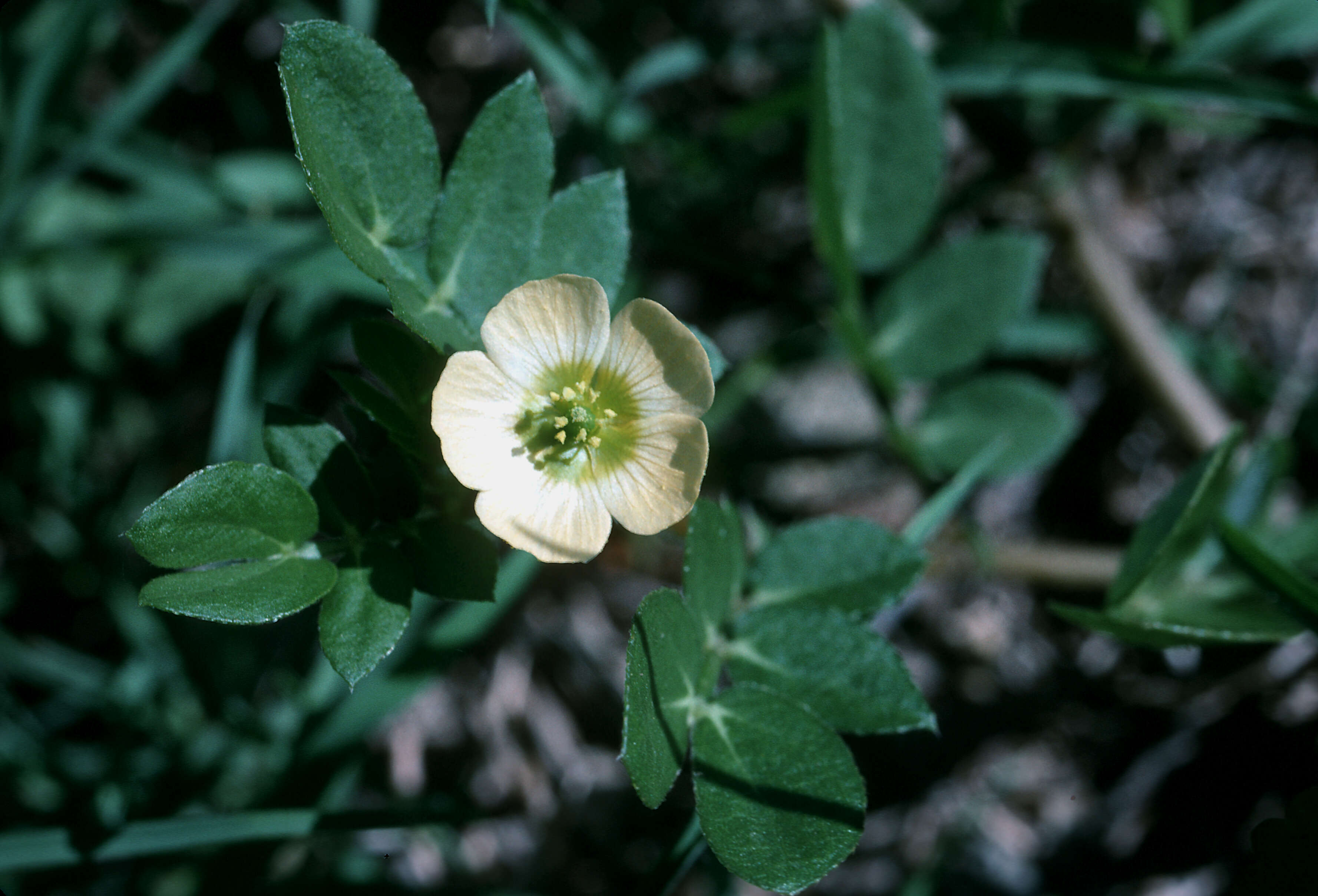 Image de Kallstroemia pubescens (G. Don) Dandy