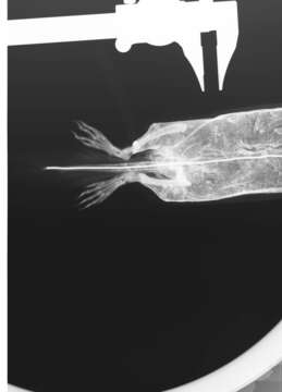 Image of Urocitellus columbianus columbianus (Ord 1815)