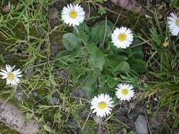 Image of Daisy