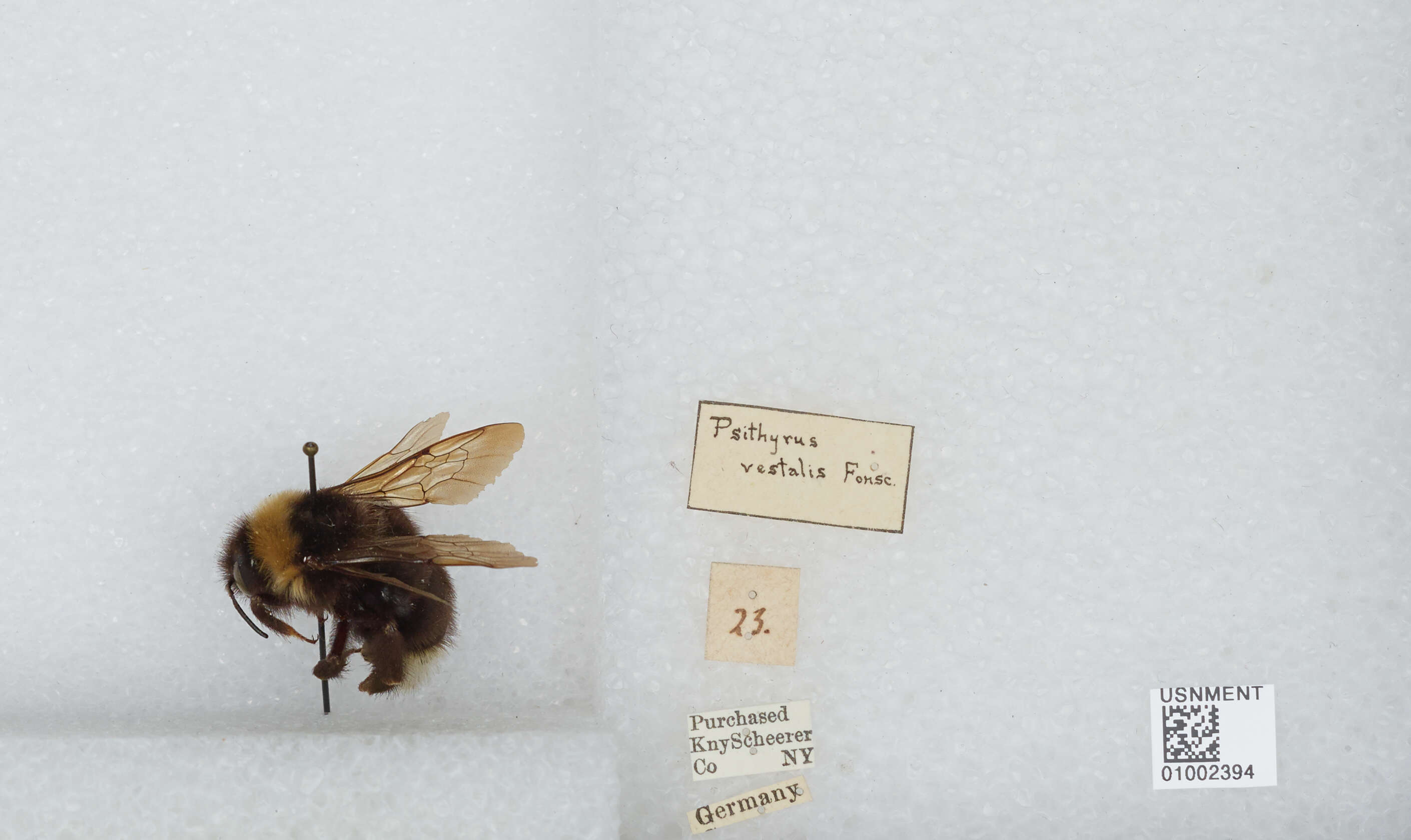 Image of Ashton's Cuckoo Bumblebee