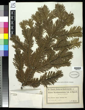 Image of Caucasian Fir