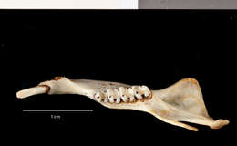 Callospermophilus lateralis certus (Goldman 1921) resmi