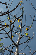 Image of silk cottontree