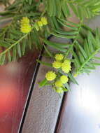 Image of Bald Cypress