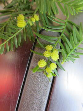 Taxodium distichum (L.) Rich. resmi