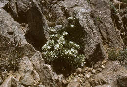 Image of Hooker's sandwort