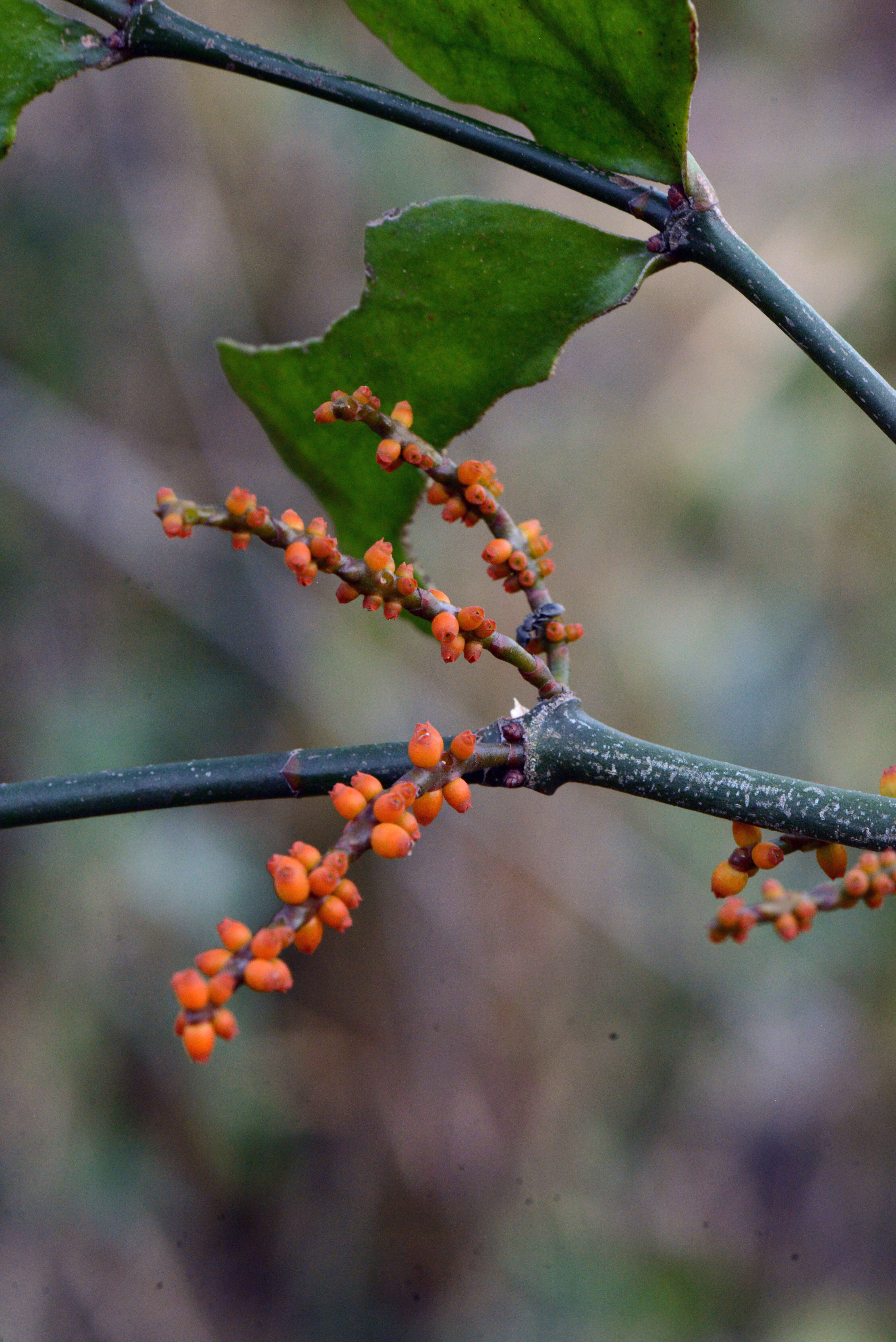 Image of Piper mistletoe