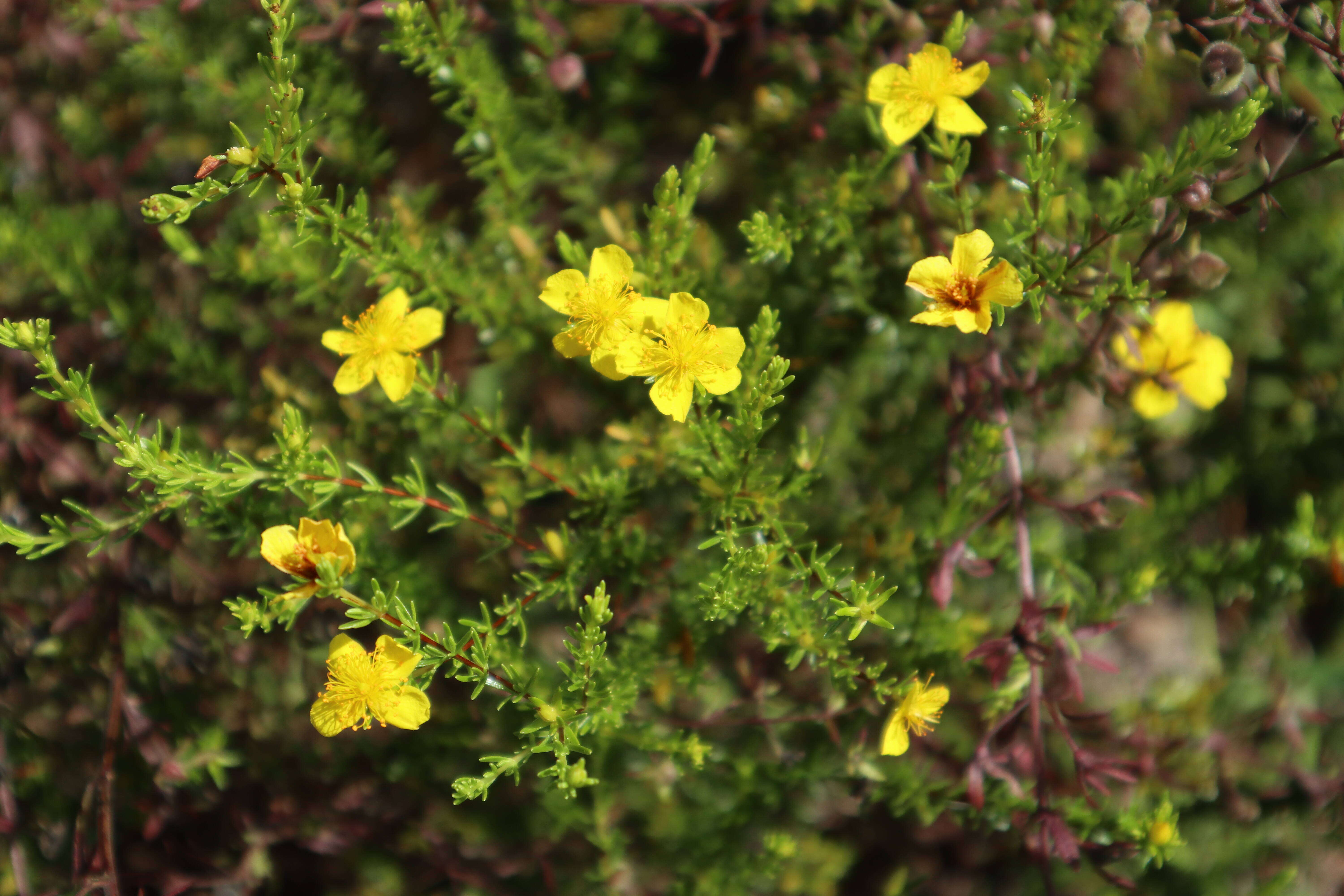 Image de Hypericum brachyphyllum (Spach) Steud.