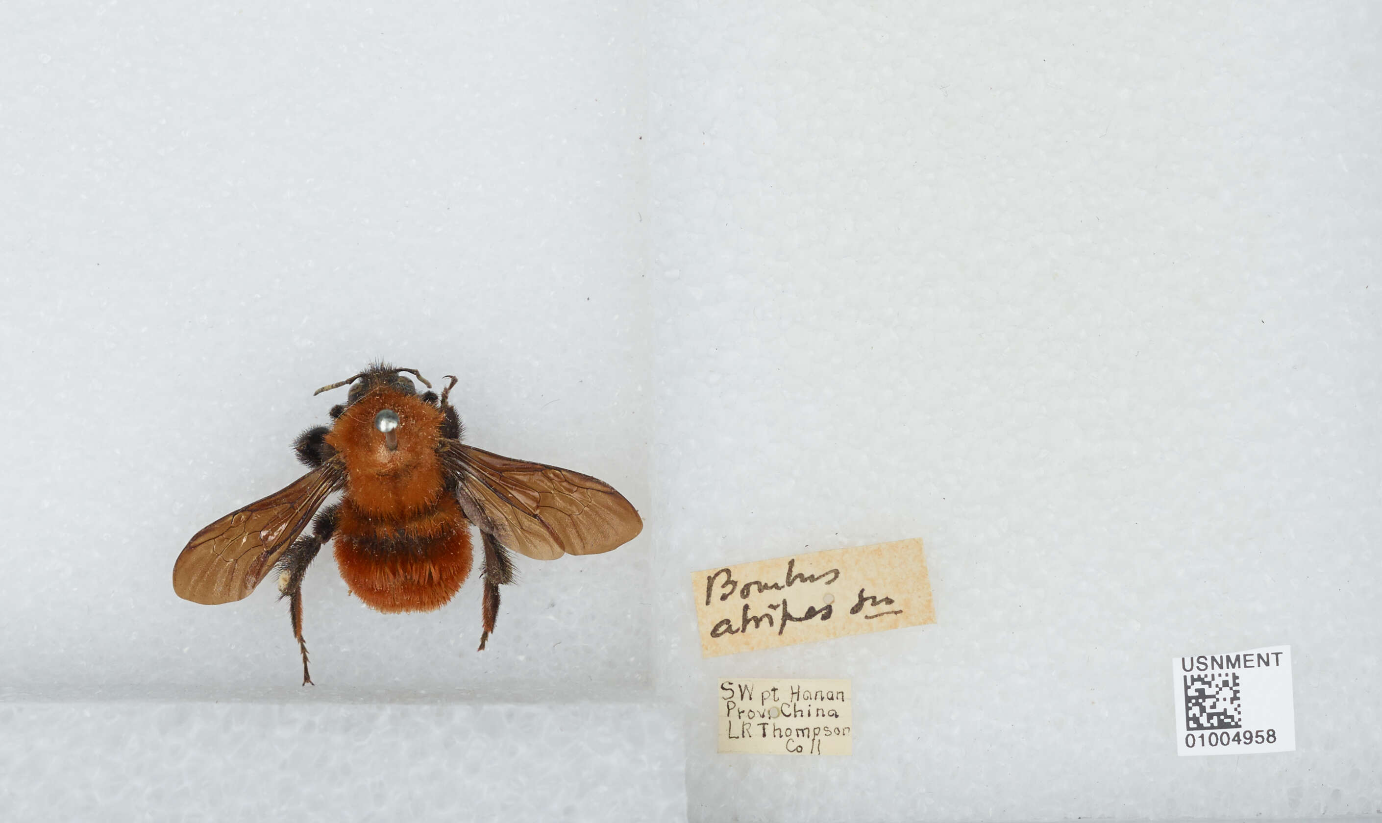 Image of Bombus atripes Smith 1852