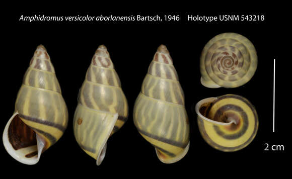 Sivun <i>Amphidromus versicolor aborlanensis</i> Bartsch kuva