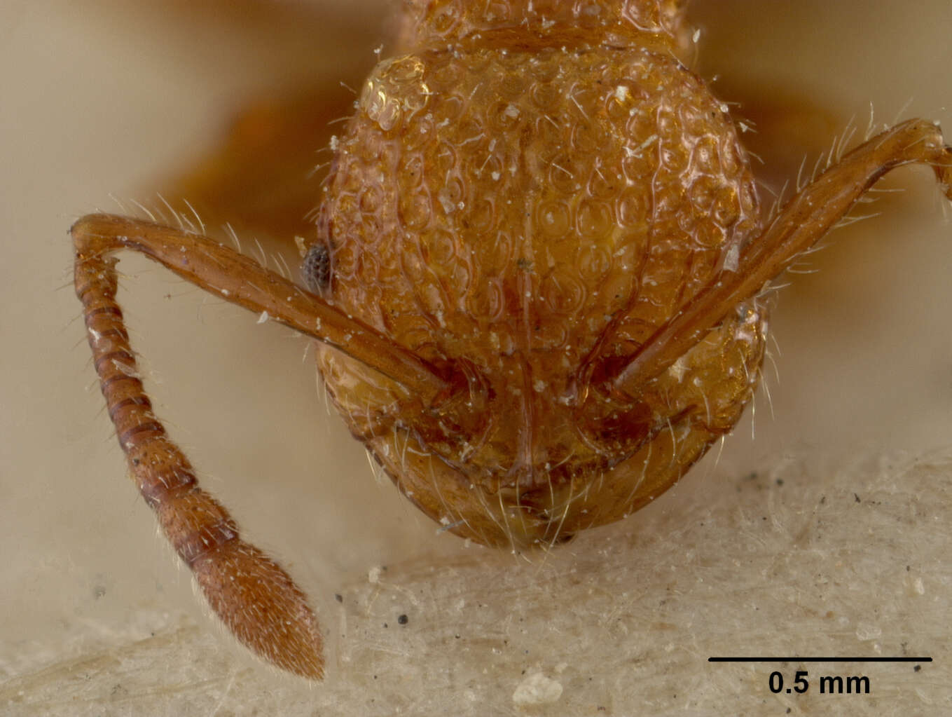 Image of Pristomyrmex brevispinosus Emery 1887