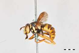 Image of Spilomyia liturata Williston 1887