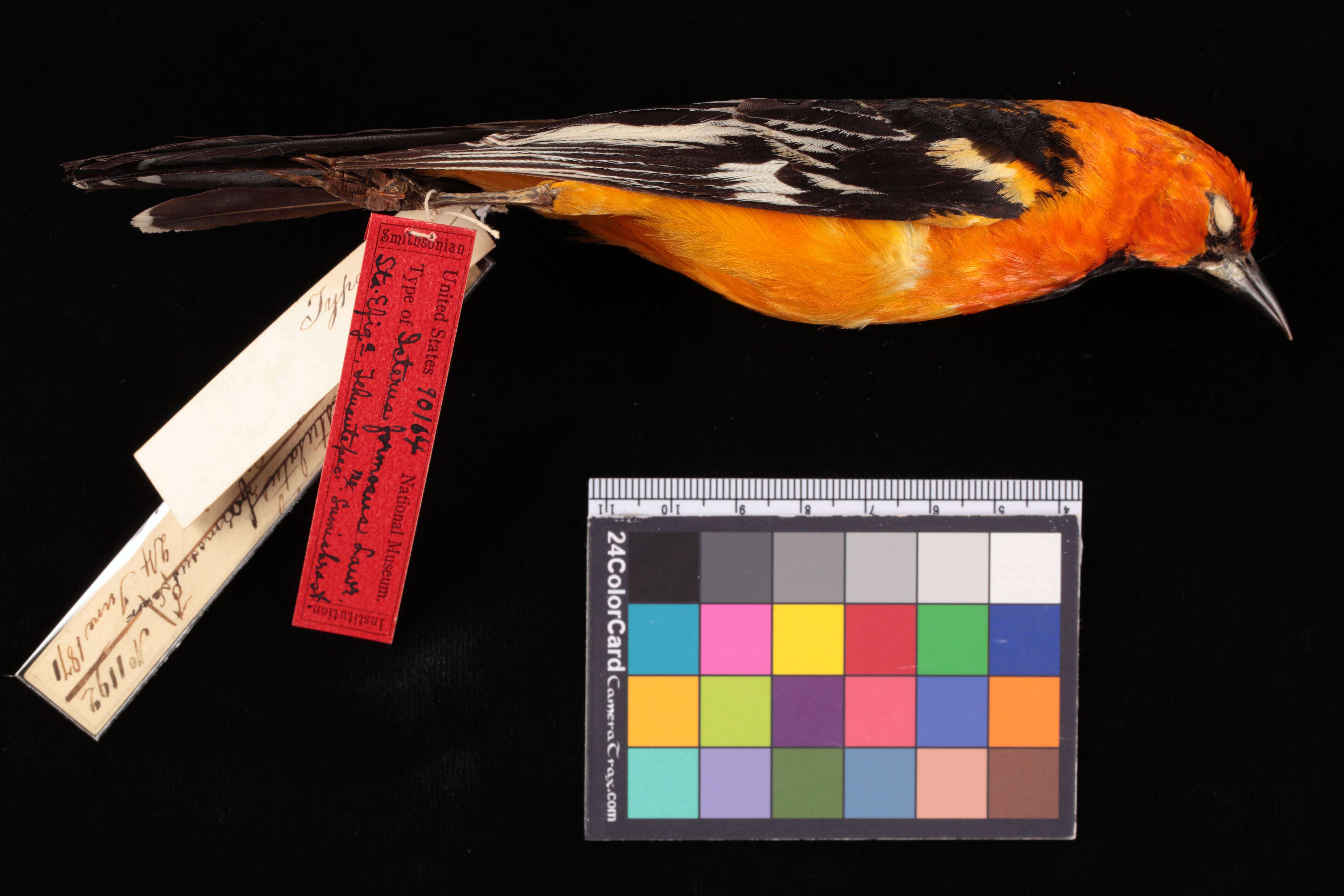 Image de Icterus pustulatus formosus Lawrence 1872