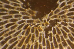 Image of Membranipora villosa Hincks 1880