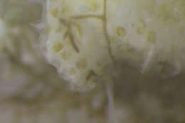 Image of Alcyonidium Lamouroux 1813