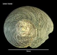 Image de Prisogasterinae Hickman & McLean 1990