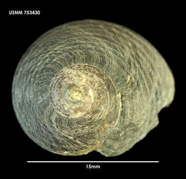 Image of Prisogasterinae Hickman & McLean 1990