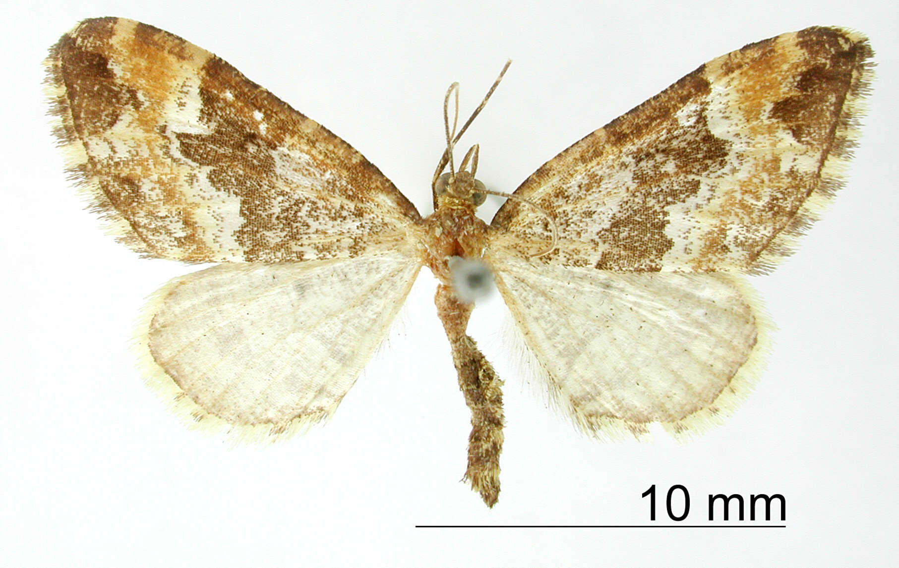 Psaliodes damophila Druce 1893 resmi