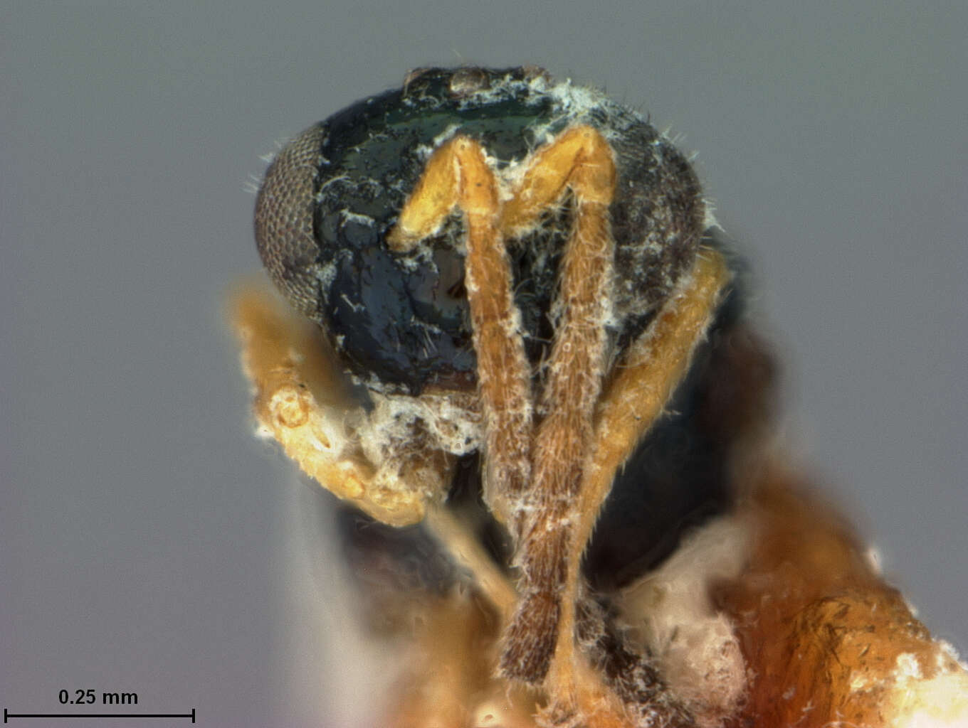 Image of Parasaphodes flavipes (Ashmead 2017) Mitroiu 2017