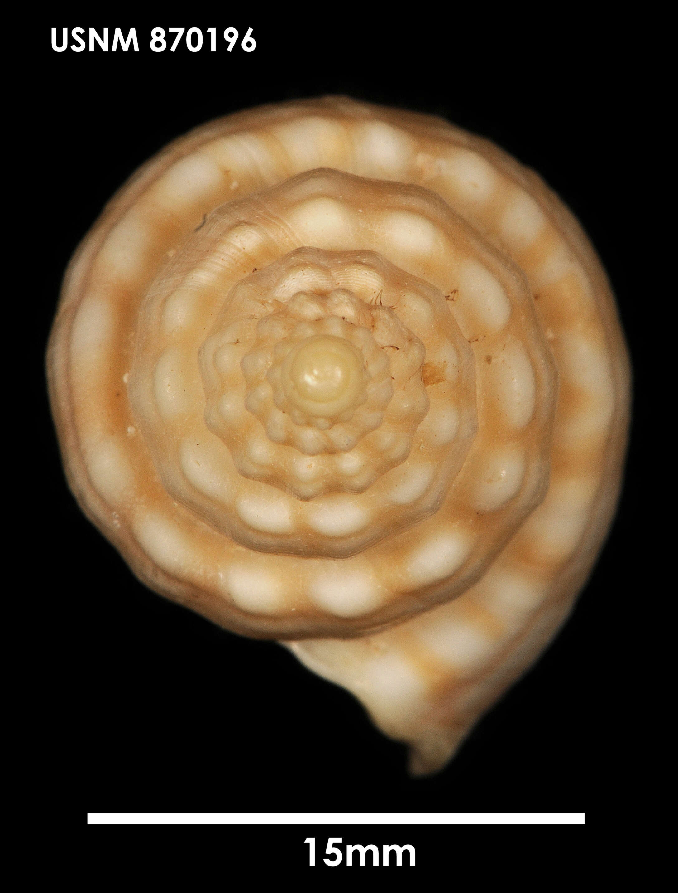 Image of Cominella olsoni (Dell 1956)