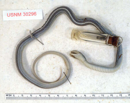 Image of Baird's Patchnose Snake