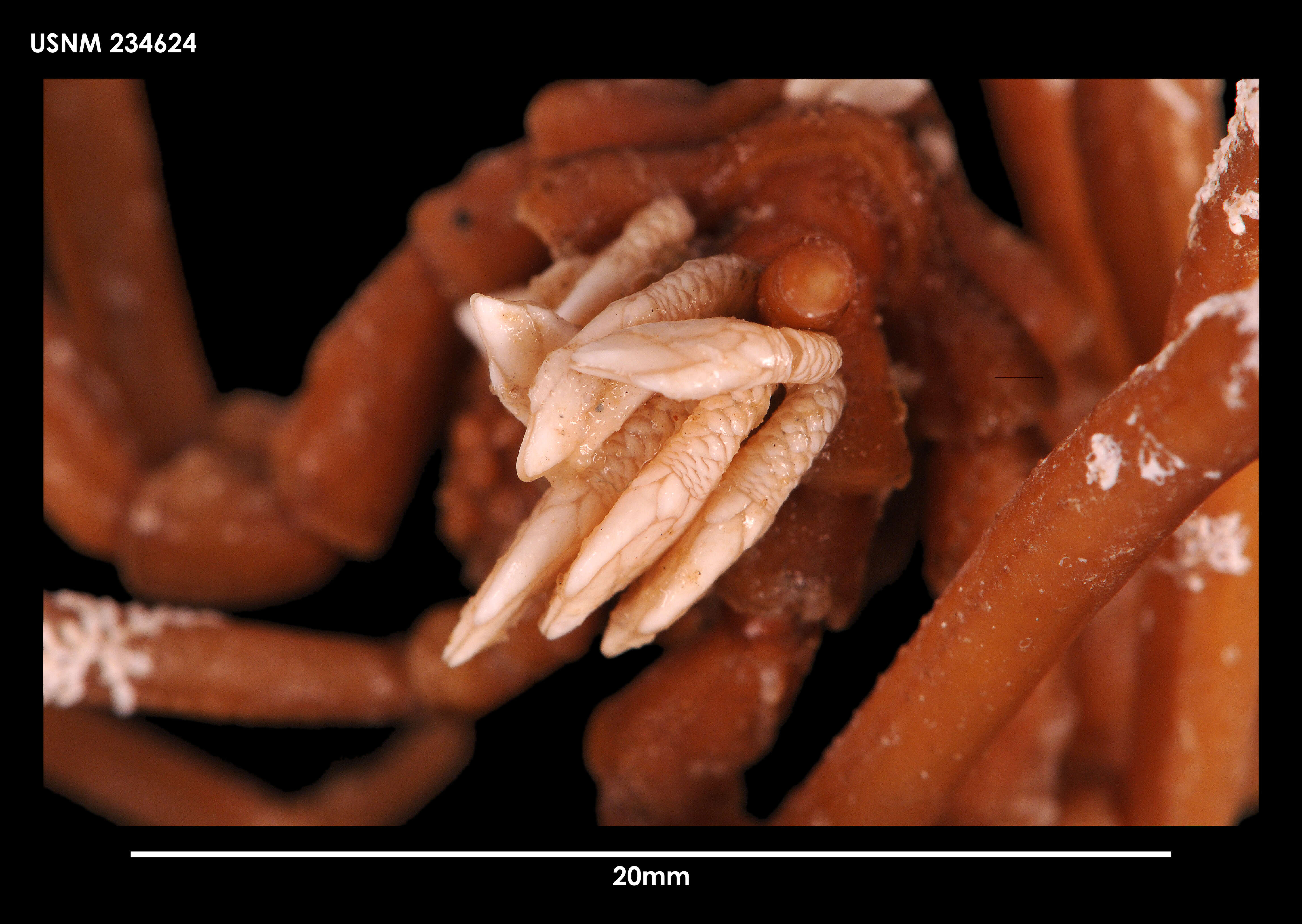 Image of Ammothea sextarticulata Munilla 1991