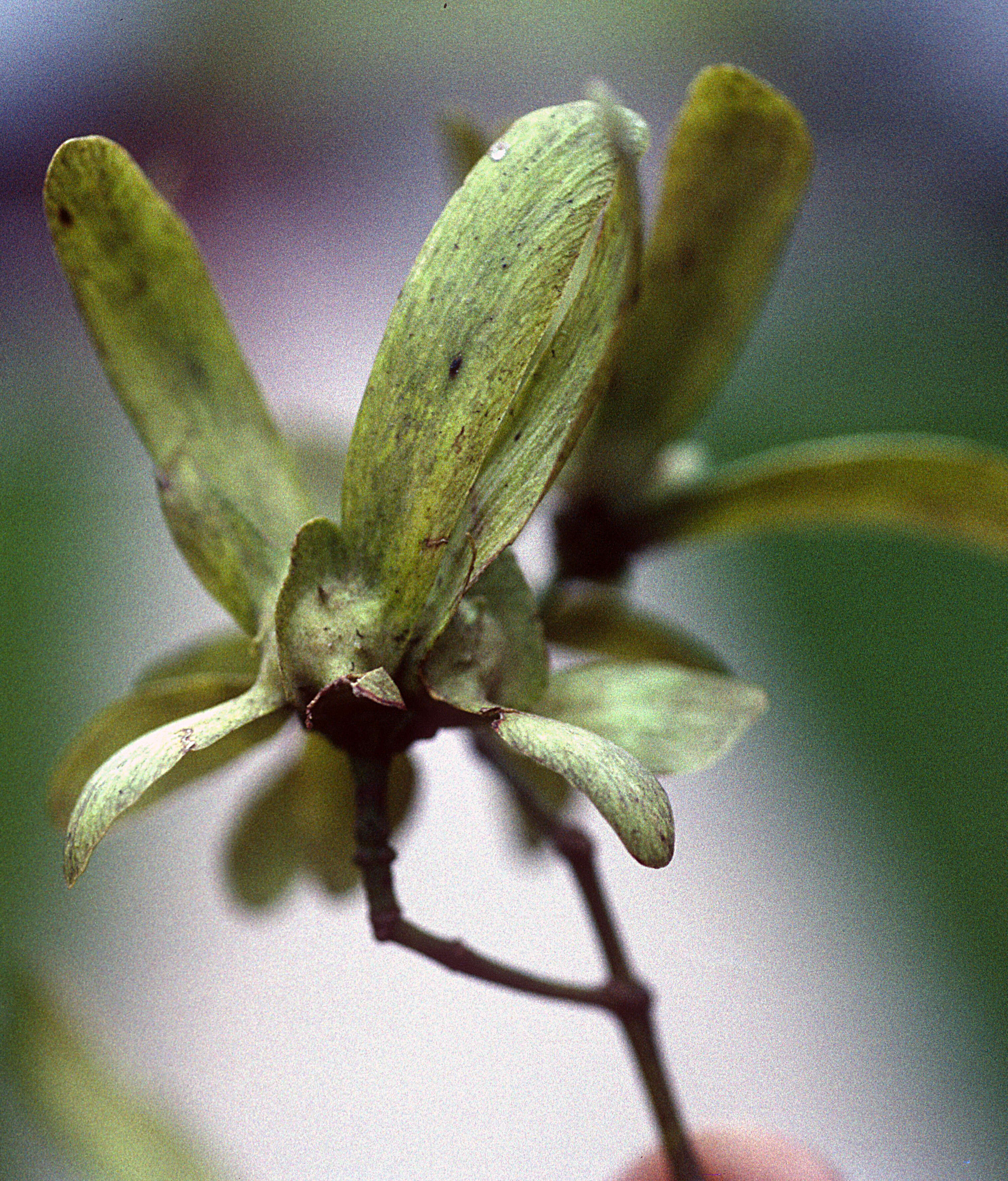 Image of Tetrapterys discolor (G. Meyer) DC.
