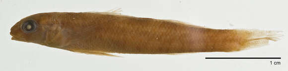 Plancia ëd Etheostoma rupestre Gilbert & Swain 1887