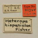 Image of Heterops hispaniolae Fisher 1932