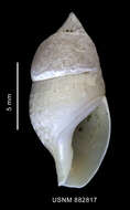 Image of Volutidae