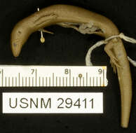 Sivun Lygosoma singha (Taylor 1950) kuva
