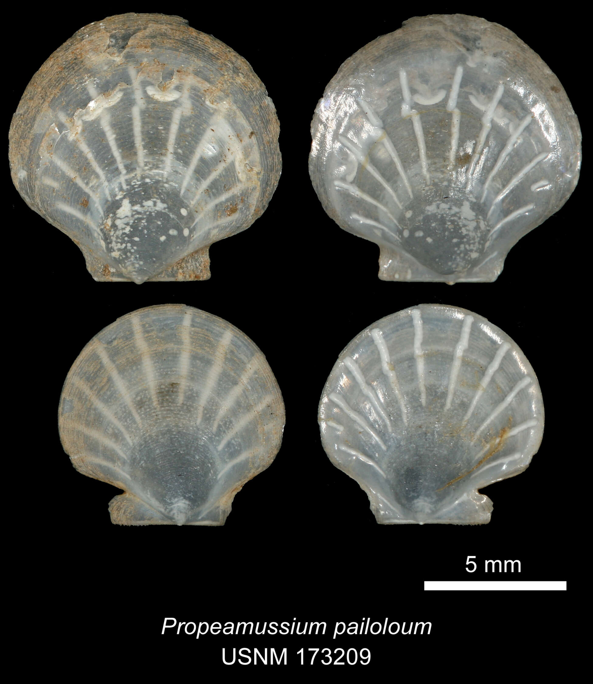 Image of Parvamussium pailoloum (Dall, Bartsch & Rehder 1938)