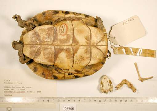 Image of Trachemys gaigeae hartwegi (Legler 1990)