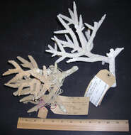 Image of Staghorn Coral