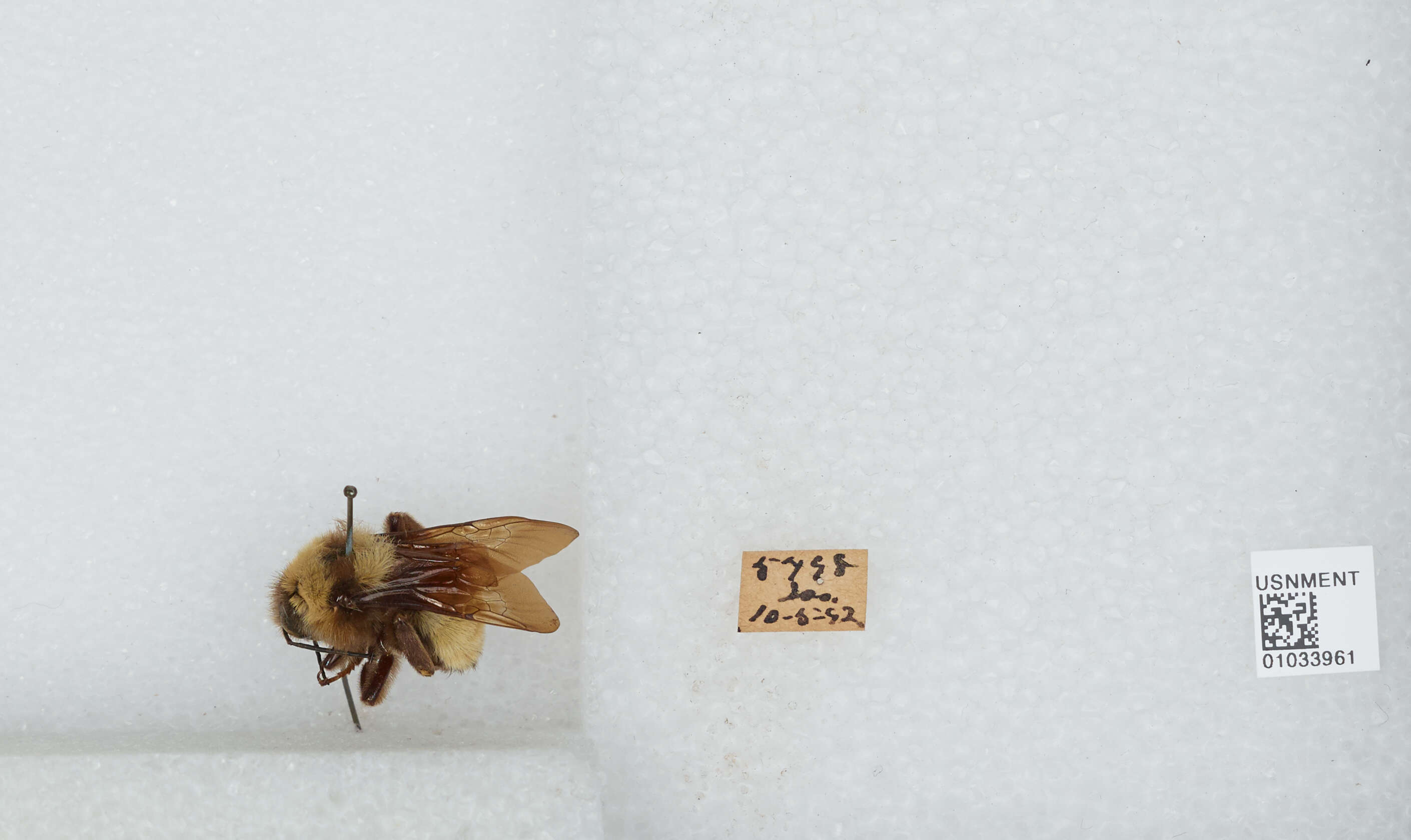 Image of Sonoran Bumble Bee