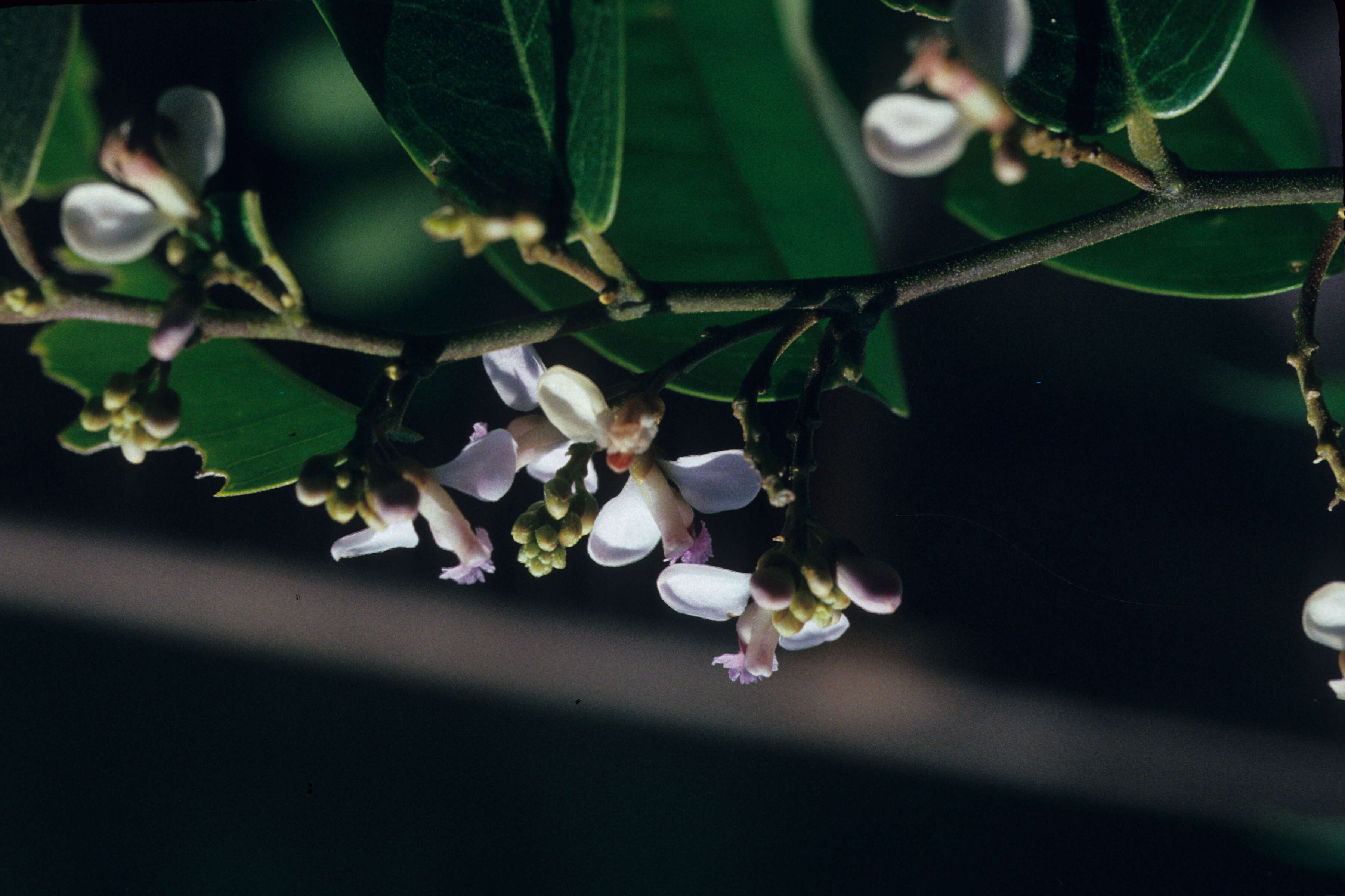 Image of Securidaca paniculata Rich.