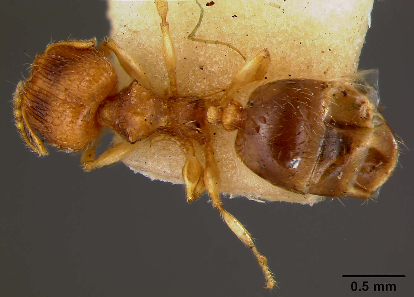 Image of Pheidole onifera Mann 1921