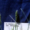 Image de Poa cusickii subsp. pallida Soreng