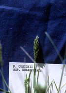 Image of Poa cusickii subsp. pallida Soreng