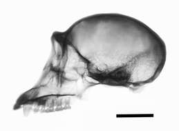 Image of central chimpanzee