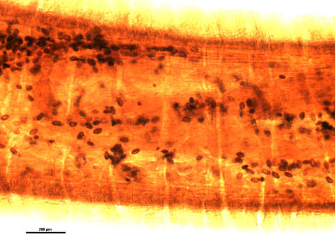 Image of Mediorhynchus grandis Van Cleave 1916