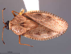 Image of Monanthia coloradensis Drake