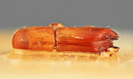 Image of Monarthrum surinamensis Wood 2007